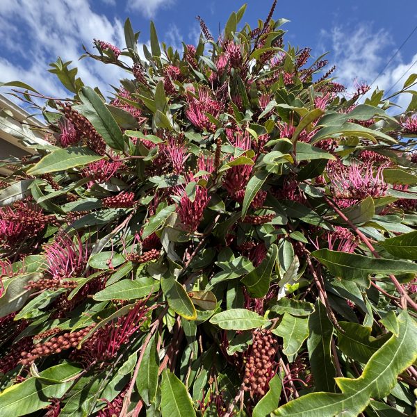 Grevillea 'Fanfare™'