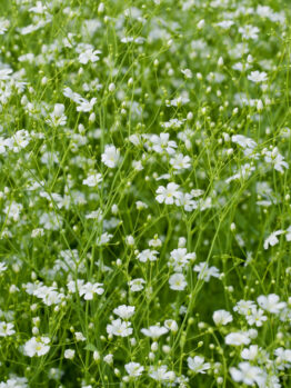 Gypsophila babys breathe white. Small delicate white star shaped flowers with green stems