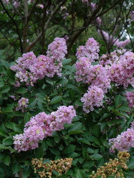 Crepe Myrtle Yuma