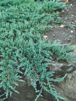 Juniperus "Creeping Juniper"