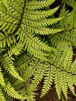 Athyrium "Eared Lady Fern"
