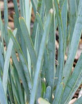 Close-up of the smooth, pointed leaves of Lomandra 'Blue Ridge™' in a 6" pot. The vibrant green contrasts against scattered brown leaves, echoing the natural beauty of Blue Ridge landscapes.