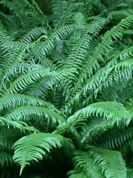 Japanese Sword Fern