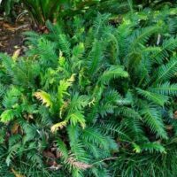 Prickly Rasp Fern