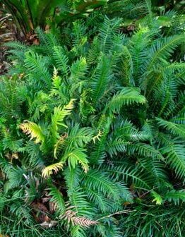 Prickly Rasp Fern