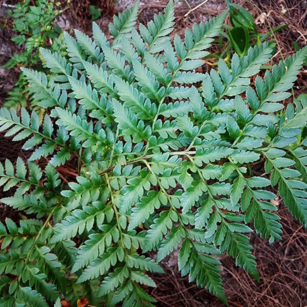 Leather Leaf Fern
