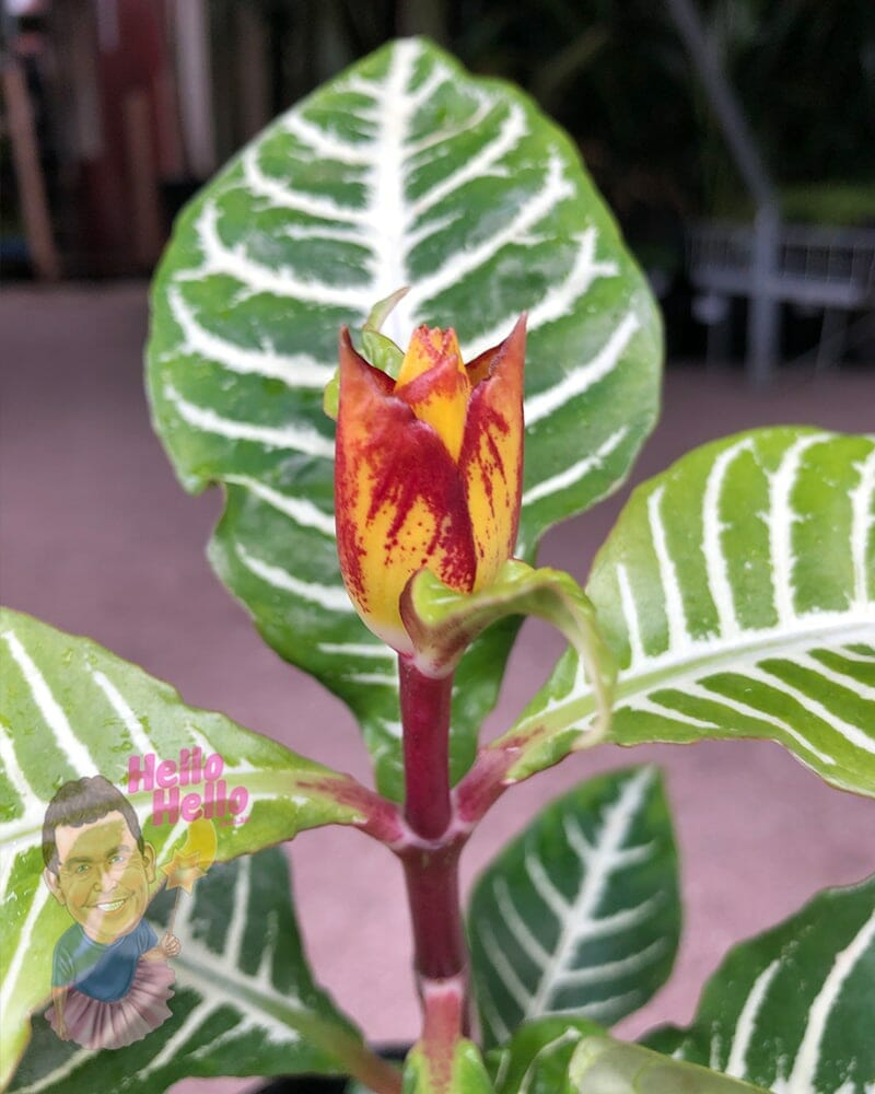 Aphelandra 'Zebra Plant' - Image 3