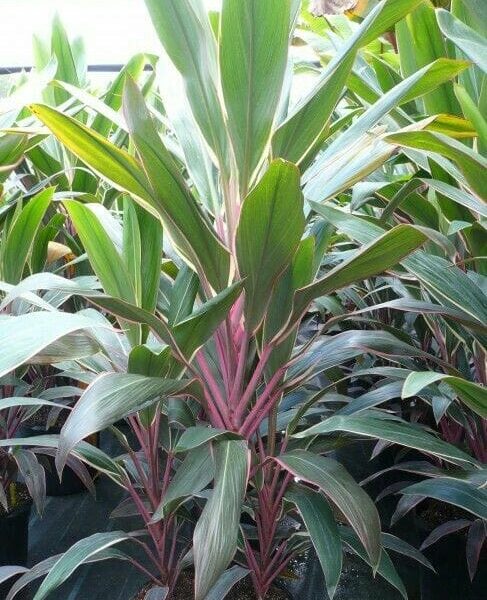 Cordyline "Pink Diamond"