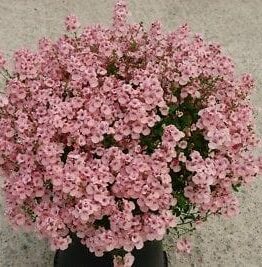 Diascia Little Maiden