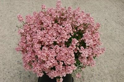 Diascia Little Maiden