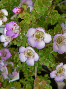Leptospermum "Lavender Queen"