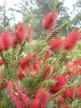 Callistemon Betka Beauty