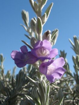Close-up of lavender flowers blooming on a silvery, fuzzy-leaved Eremophila 'Emu Bush' 6" Pot against a clear blue sky.
