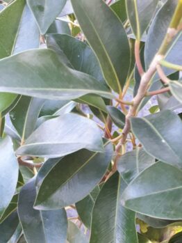 Hello Hello Plants Nursery Campbellfield Melbourne Victoria Australia Ficus obliqua 'Figaro' foliage
