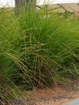 lomandra longifolia basket grass green strappy leaves australian native grasses mass planted