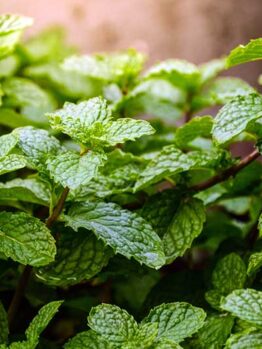 Close-up of Mint 'Spearmint' with lush green, textured leaves growing densely in natural light.