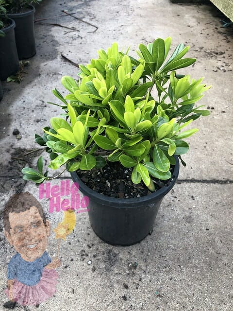 Pittosporum 'Miss Muffet' 12" Pot - Image 2
