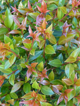 Dense foliage of a Syzygium 'Orange Twist' Lilly Pilly 10" Pot shrub with glossy leaves, varying in color from deep green to vibrant shades of orange and red.