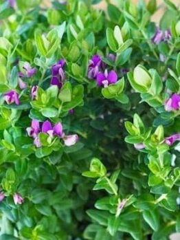 Polygala 'Little Polly™' in a 6" pot offers lush green foliage with small purple flowers, adding charm to any space.