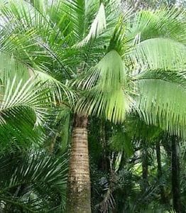 A tall Ravenea 'Majestic Palm' with a thick trunk and vibrant green fronds stands in a lush tropical setting.