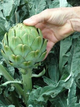 Green Globe Artichoke