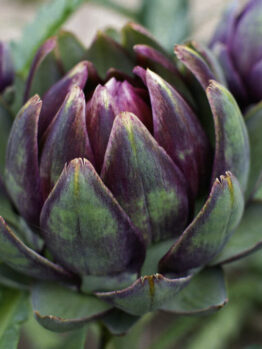 Artichoke Purple