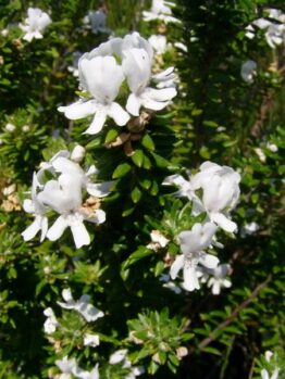 White Flowering Rosemary