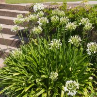 A cluster of Cestrum 'Night Blooming Jasmine' 6" Pot flourishes beside a set of stone steps, its white flowers creating a serene beauty, especially in the moonlight.
