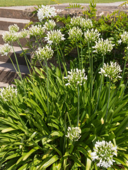 A cluster of Cestrum 'Night Blooming Jasmine' 6" Pot flourishes beside a set of stone steps, its white flowers creating a serene beauty, especially in the moonlight.