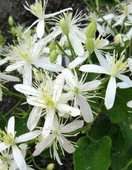 Clematis "Southern Stars"