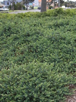 Darwinia Seaspray