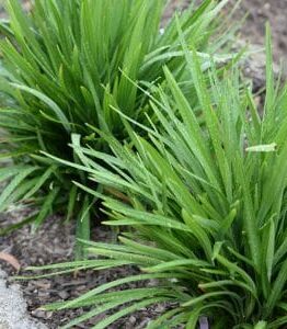 Clumps of Dianella revoluta 'Black Anther Lily' 6" Pot, with dewdrops on the blades, growing in a garden with visible soil.