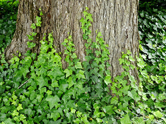 English Ivy
