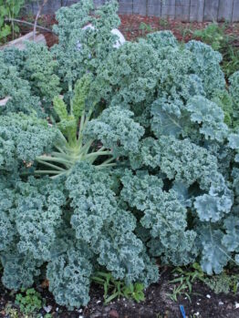 Kale Blue Ridge