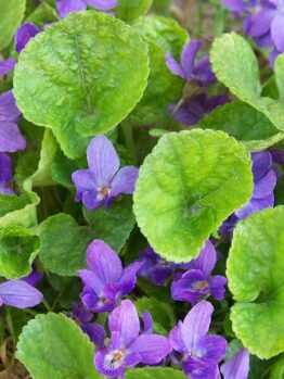 viola odorata sweet violet