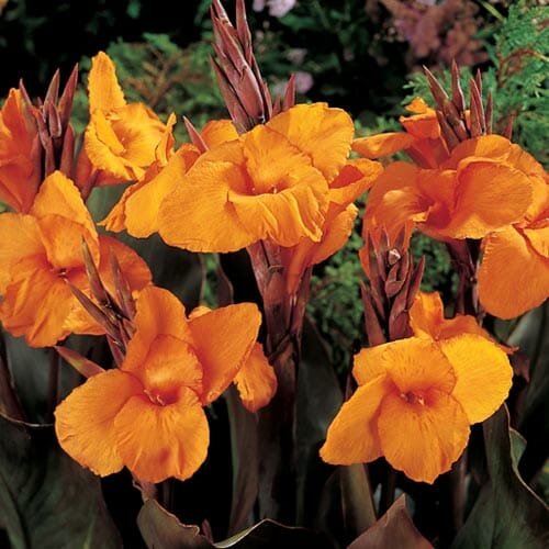 Canna Lily "Wyoming"