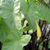 Elephant Ears "Amazon Queen"
