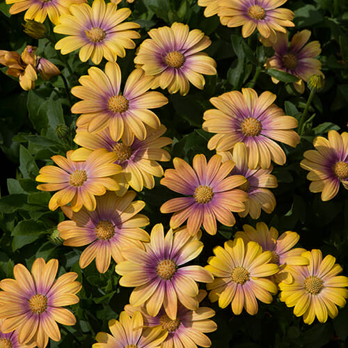 African Daisy "Blushing Beauty"