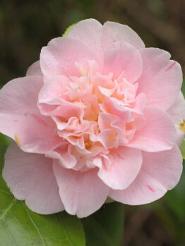 Camellia "Ardoch"