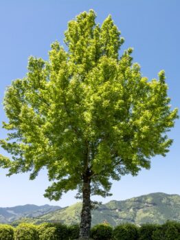 A solitary Acer 'Leopoldii Maple' Variegated Sycamore 12" Pot stands against a backdrop of distant mountains under a clear blue sky.