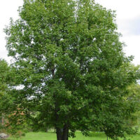 An Acer 'Leopoldii Maple' Variegated Sycamore 12" Pot stands in a grassy area, its green leaves gently swaying with the breeze, while a path winds in the background.