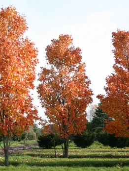 Three tall trees with vibrant orange and red autumn foliage, including a striking Acer 'Leopoldii Maple' Variegated Sycamore 12" Pot, standing gracefully in a grassy field.