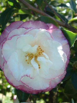 Camellia "Beatrice Emily"