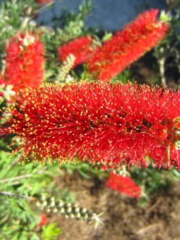Close-up of vibrant red Callistemon 'Macarthur™' bottlebrush flowers with lush green foliage against a blurred natural background, capturing the essence of this striking plant.