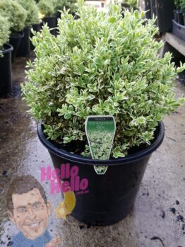 English Box Variegated 10inch pot