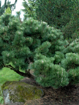 Pinus "Japanese Black Pine"