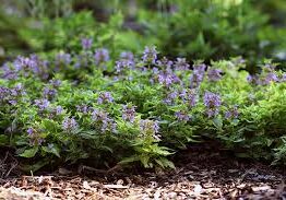 A bed of Lamium 'Anne Greenaway' 6" Pot with small, purple flowers flourishing in a garden, surrounded by mulch. This vibrant greenery thrives beautifully, as if nurtured in a 6" pot.