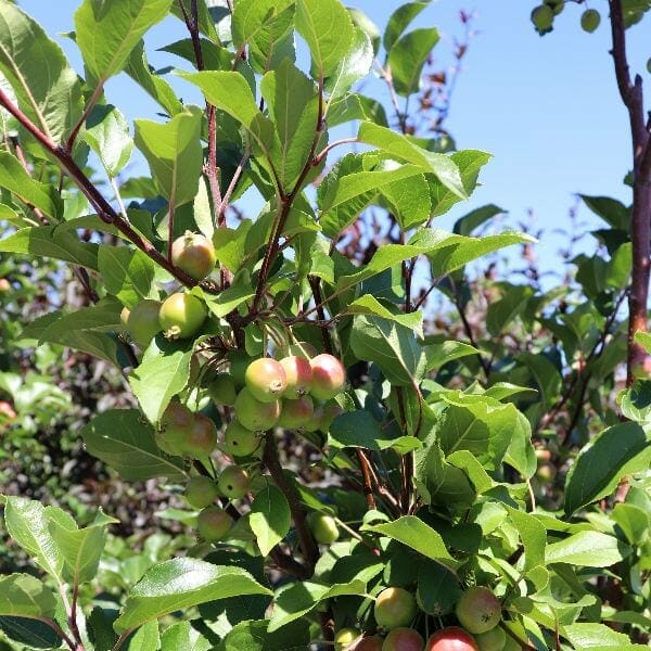 Set against a clear blue sky, the Malus 'Gorgeous' Crab Apple tree showcases vibrant green leaves and clusters of small, round apples in shades of green and red.