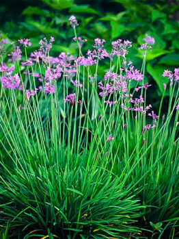 Bunches of purple flowers atop slender stems rising from dense green foliage of the ornamental plant, Tulbaghia 'Society Garlic'.