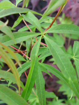 Acer "Five Lobed Maple"